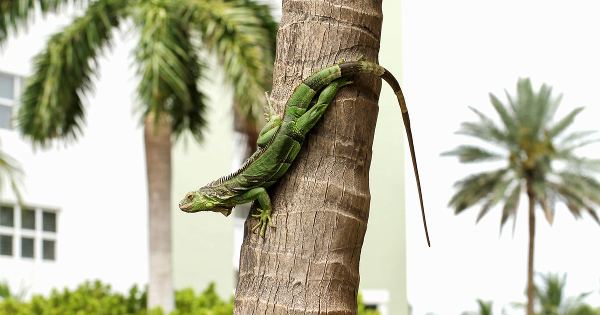 Iguana causes large scale power outage in South Florida city