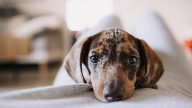 close up view of a Miniature chocolate dapple dachshund puppy lying on the legs of its owner 