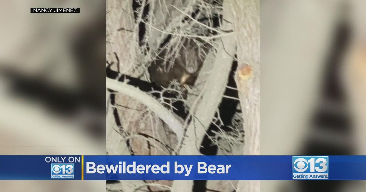 Yuba City woman sees bear in backyard CBS Sacramento