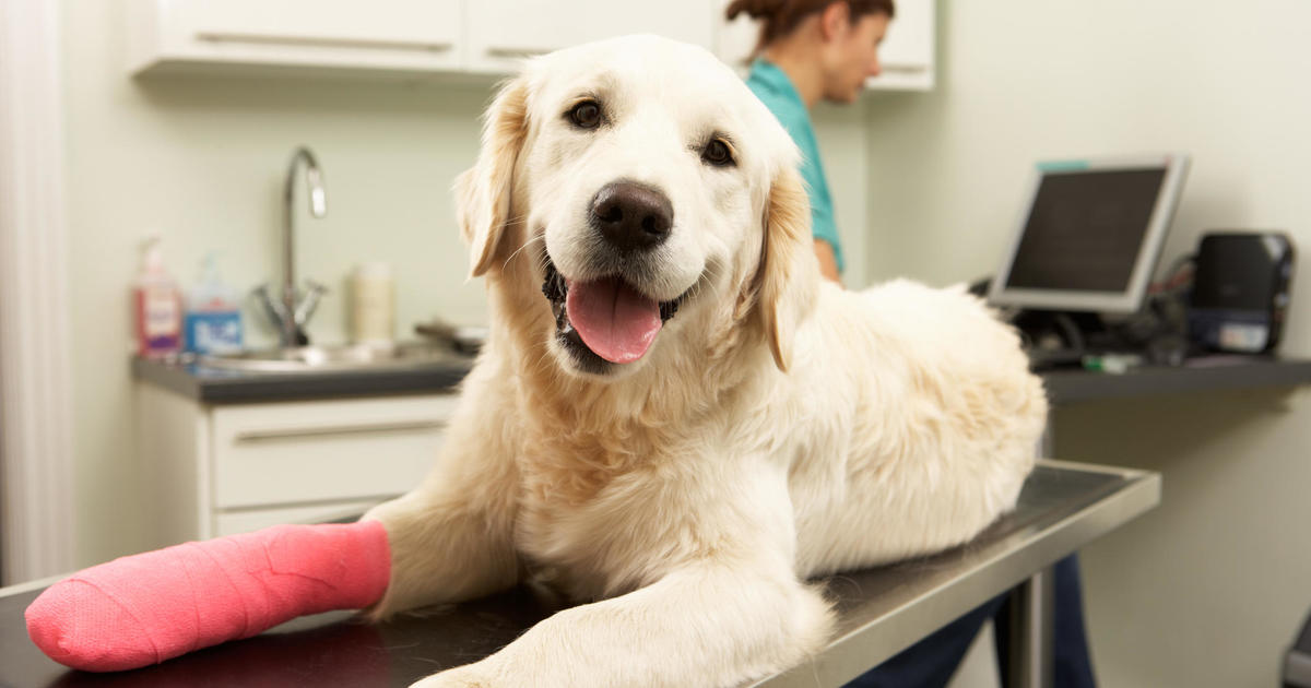 How to make the most of your pet insurance