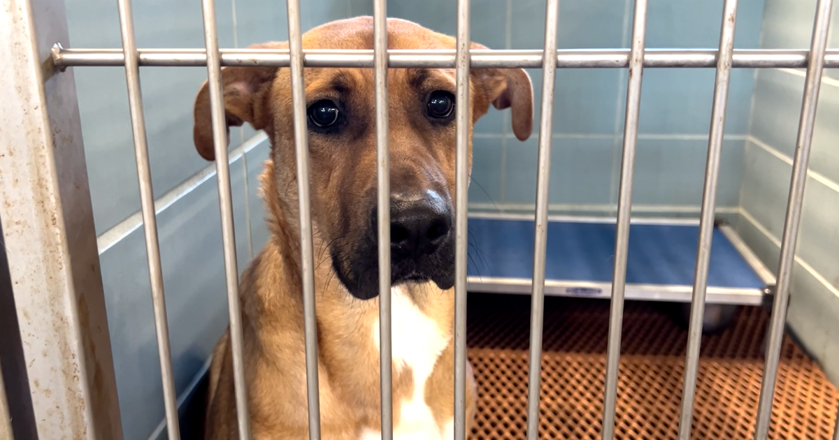 Pinellas County Animal Services closes temporarily after canine virus