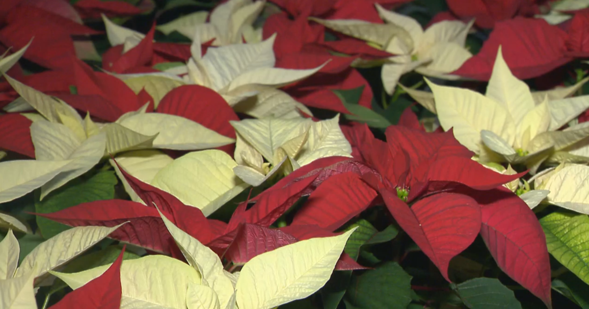 Local florist provides Marylanders with the perfect floral arrangements for  their holiday season - CBS Baltimore