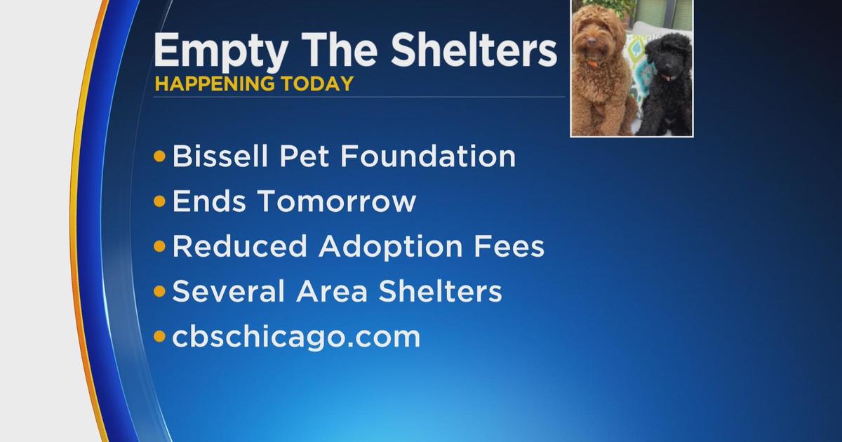 'Empty the Shelters' event happening at Chicago area shelters CBS Chicago