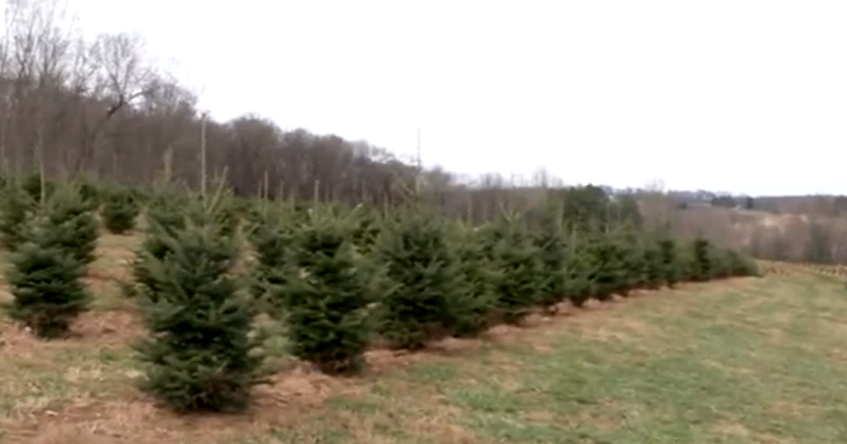 Some Christmas trees now sell for over 0, as a result of inflation