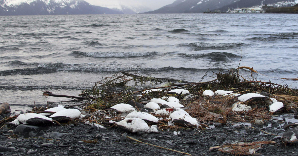 Dying and dead seabirds on Alaska coast expose growing threats of climate change: