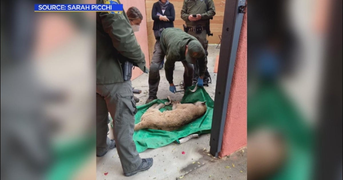 Veterinarians continue assessments of famed mountain lion P-22