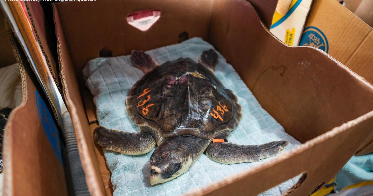 100 Cold-stunned Sea Turtles From Cape Cod Sent To Florida, Mississippi 