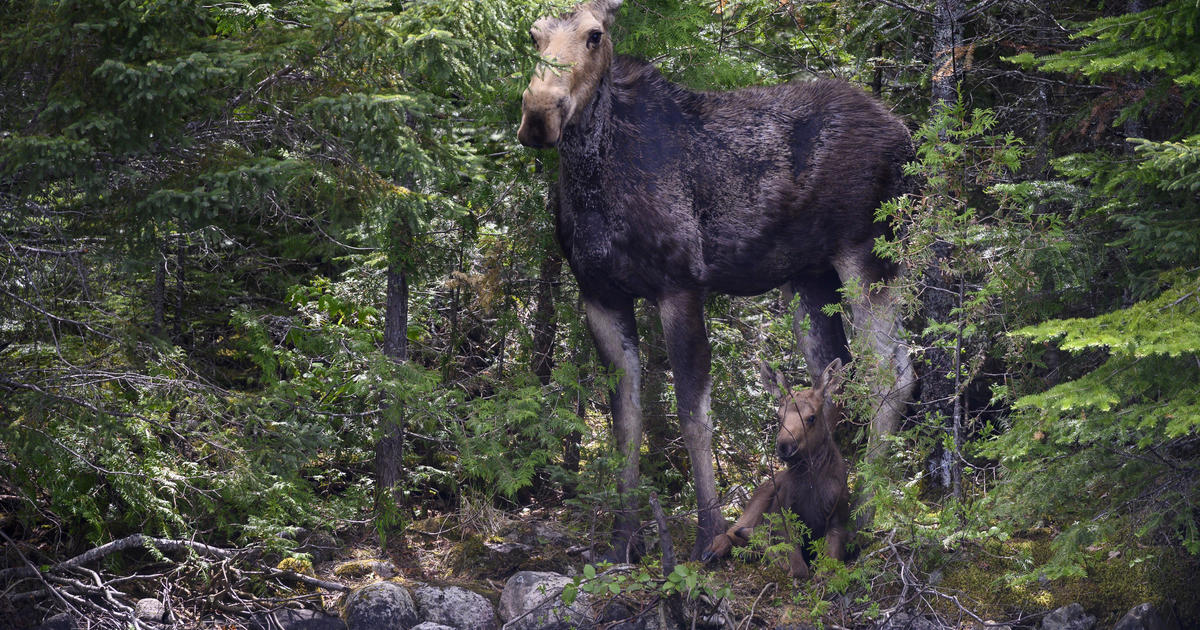 Federal grant will help DNR restore moose habitat