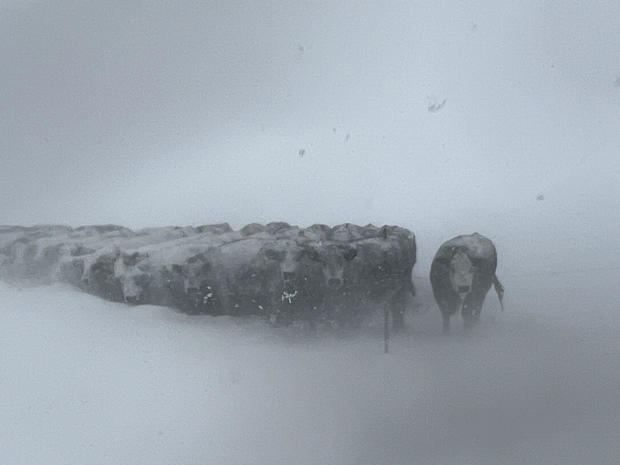 morgan-county-cattle.jpg 