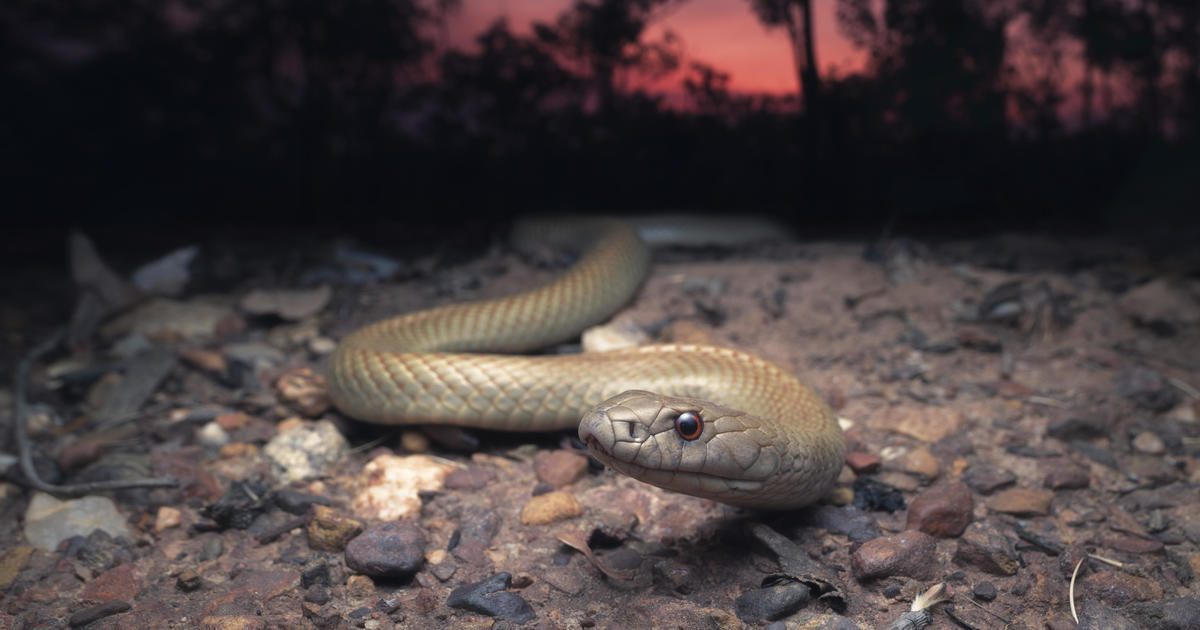 After years of neglect, scientists say they've finally found the female snake's sex organ