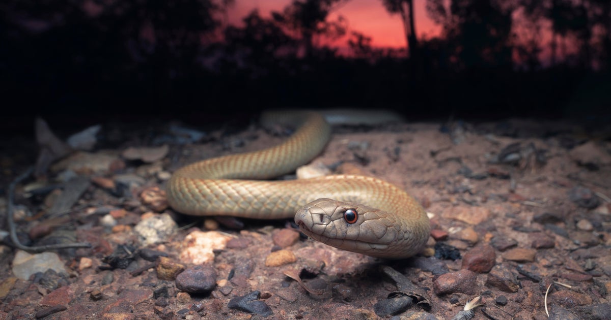 After years of neglect, scientists say they've finally found the female snake's sex organ