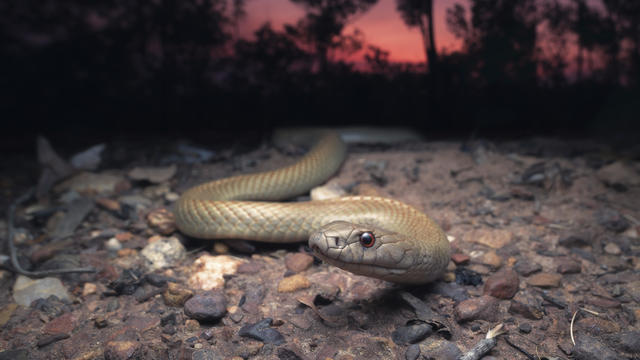 Wild Pygmy mulga snake (Pseudechis weigeli) on grit road at dusk in northern Australia 
