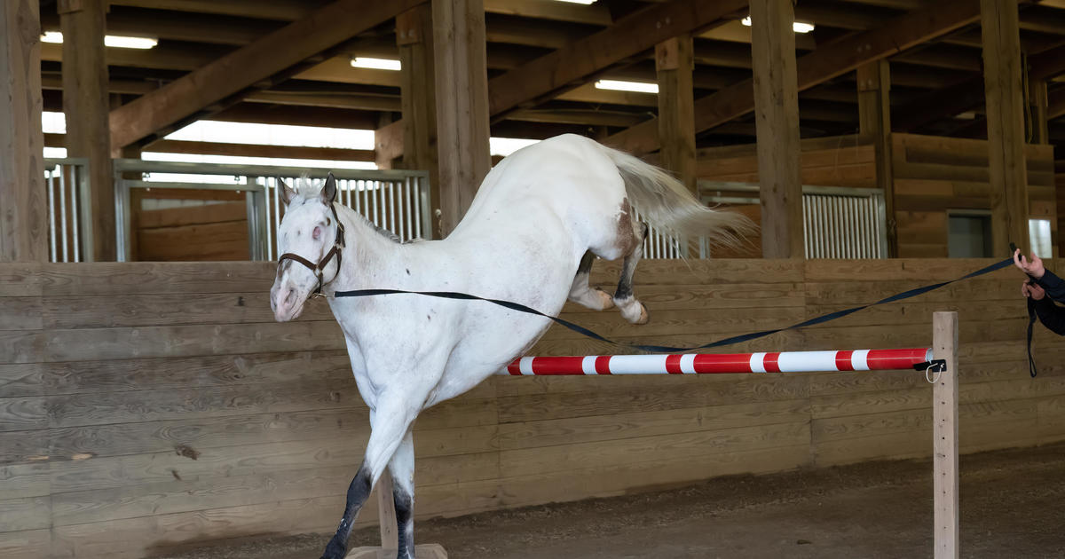 guinness world records tallest horse