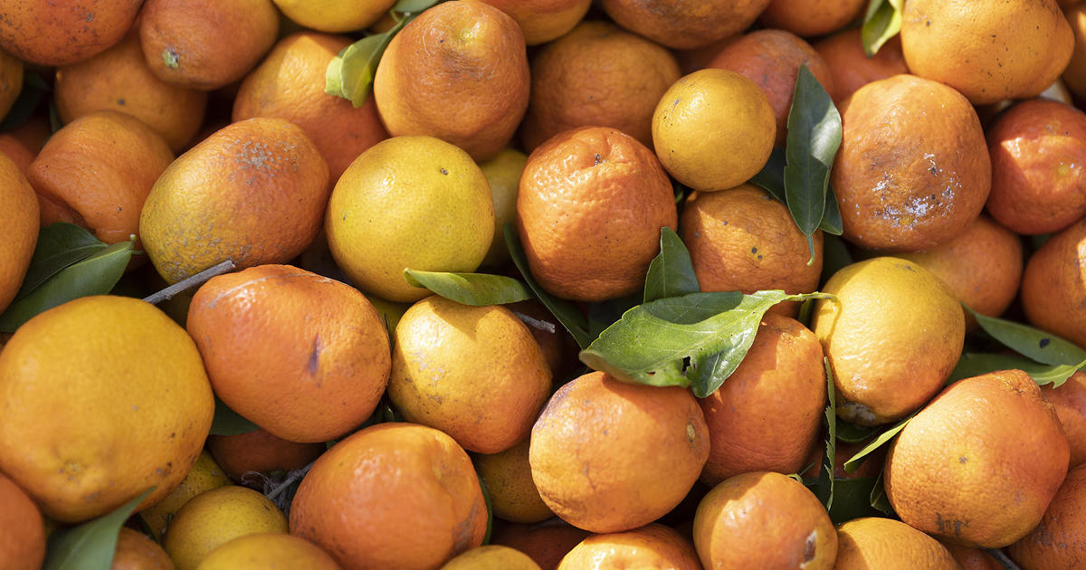 Florida citrus growers await help as time closes