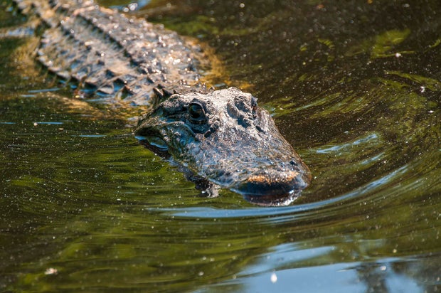 High angle view of crocodile swimming in lake,Pearl River,Louisiana,United States,USA