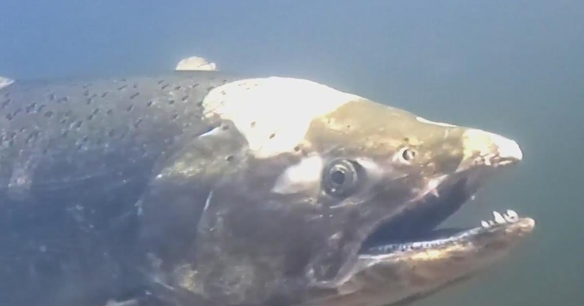 Chinook salmon return to urban watershed in the Santa Clara County ...