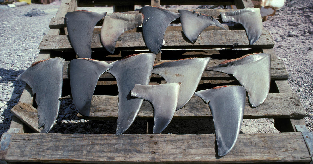 The U.S. is banning the sale of shark fins. Here’s why.