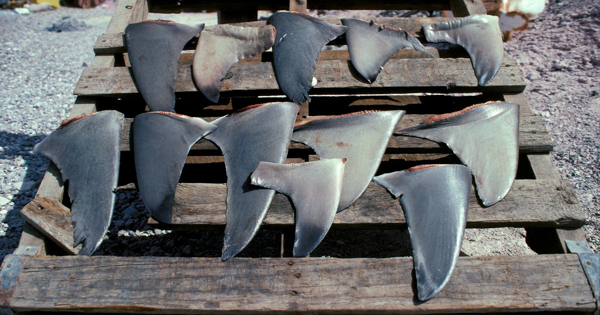 The U.S. is banning the sale of shark fins. Here’s why.