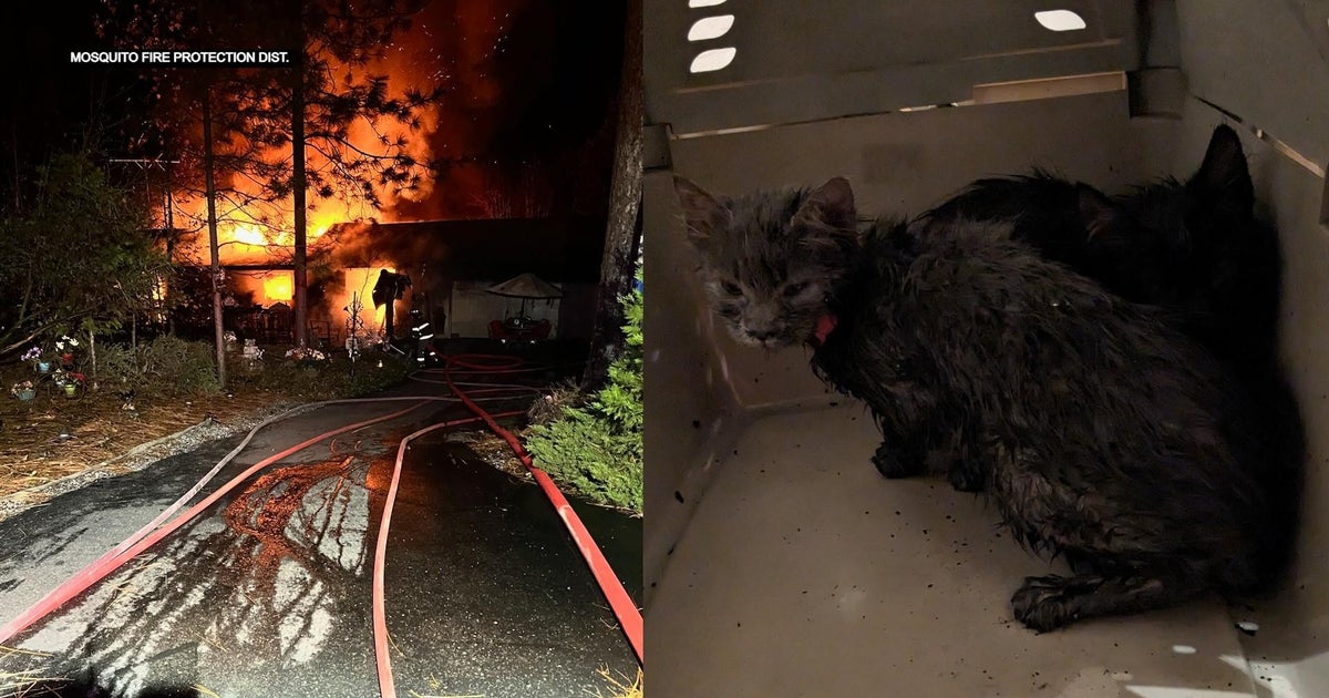 Chinchilla, cats and dogs rescued after El Dorado County house fire