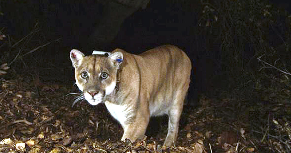 Los Angeles mountain lion P-22, the “Hollywood cat,” euthanized due to injuries and poor health