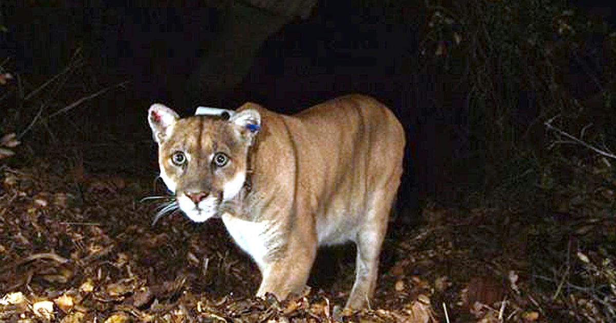 Los Angeles mountain lion P-22, the “Hollywood cat,” euthanized due to injuries and poor health