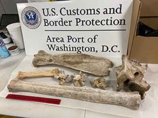 Zebra and giraffe bones found in Virginia woman's baggage 