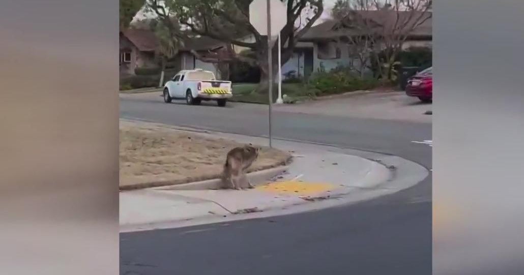 Human-coyote interactions increasing; what to do if you see one