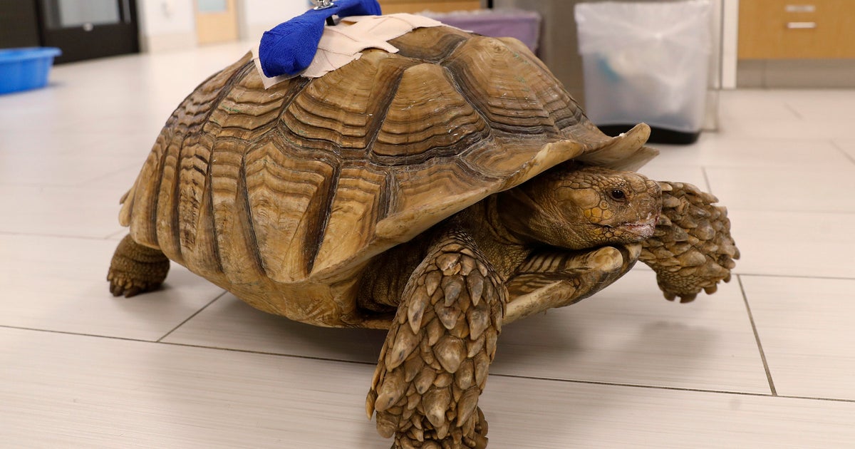 California man avoids prison after attack on tortoise in 2021