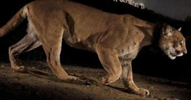 Famed L.A. mountain lion P22 euthanized due to injuries, poor health CBS News