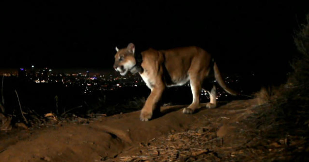 Famed Hollywood mountain lion P-22 euthanized by wildlife officials
