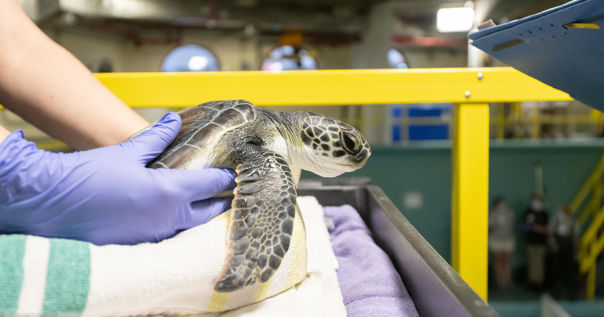National Aquarium caring for 25 cold-stunned sea turtles from Massachusetts  - CBS Baltimore