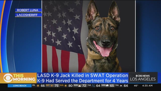 k-9-jack.jpg 