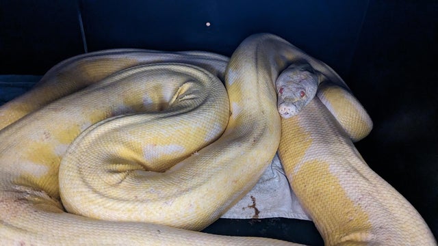16-foot-albino-python-austin-animal-center.jpg 