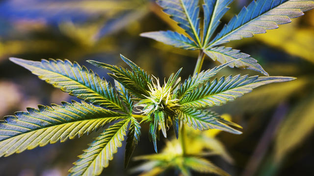 Medical marijuana cultivation 
