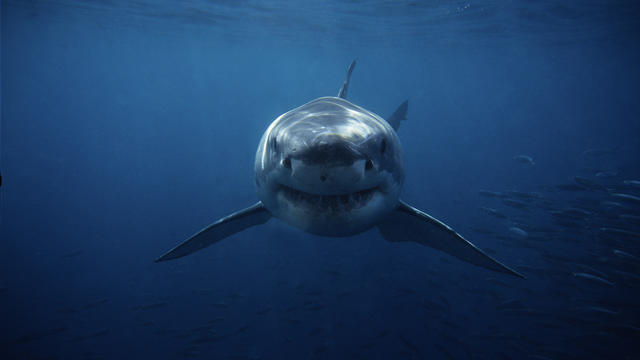 great white shark,carcharodon carcharias, swimming,south australia 