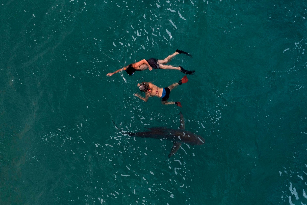 Suspected shark attack closes Israeli beach as police search for swimmer, nature groups plead for intervention