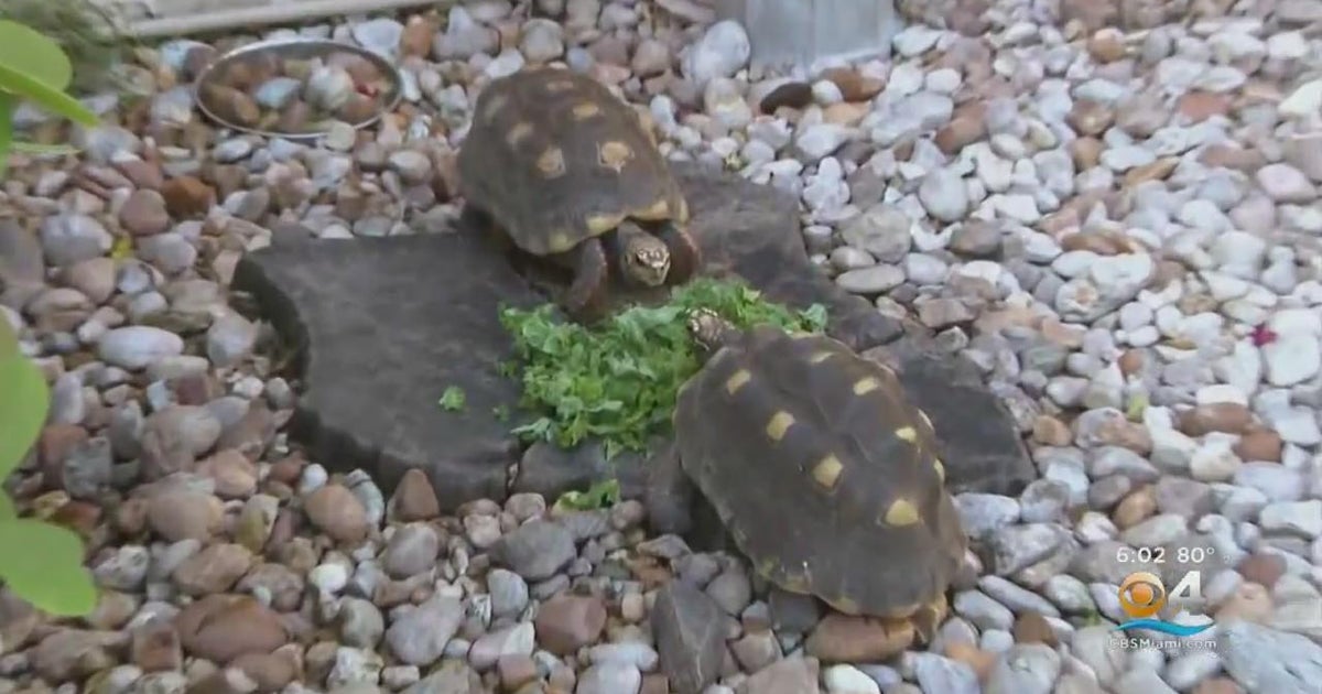 Woman takes steps to keep turtles safe during coming cold snap - CBS Miami
