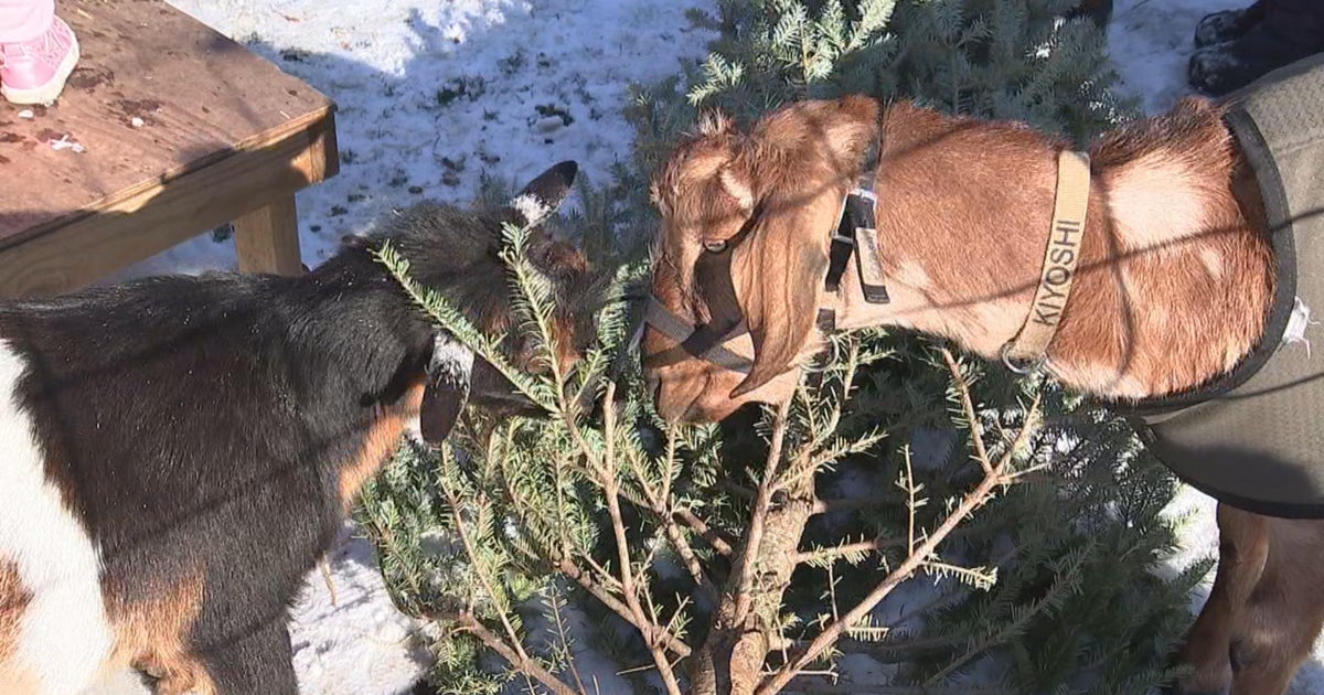 Ways to recycle your Christmas tree in Philadelphia CBS Philadelphia