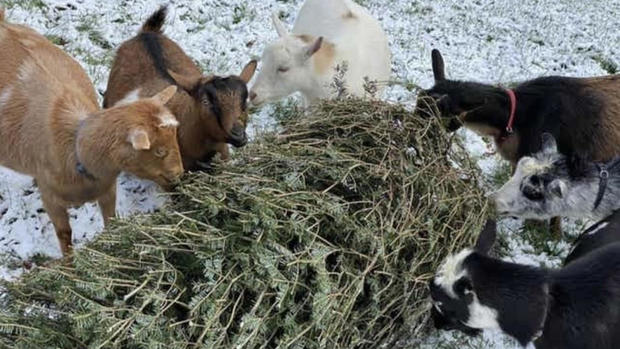 goats-christmas-tree.jpg 