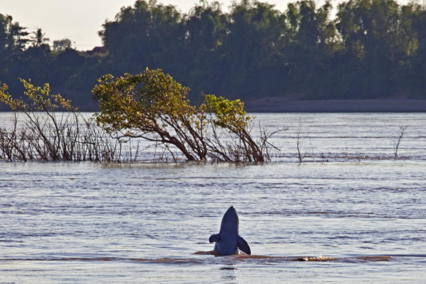 An Irrawaddy dolphin 