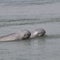 Deaths of 3 endangered dolphins raise alarm