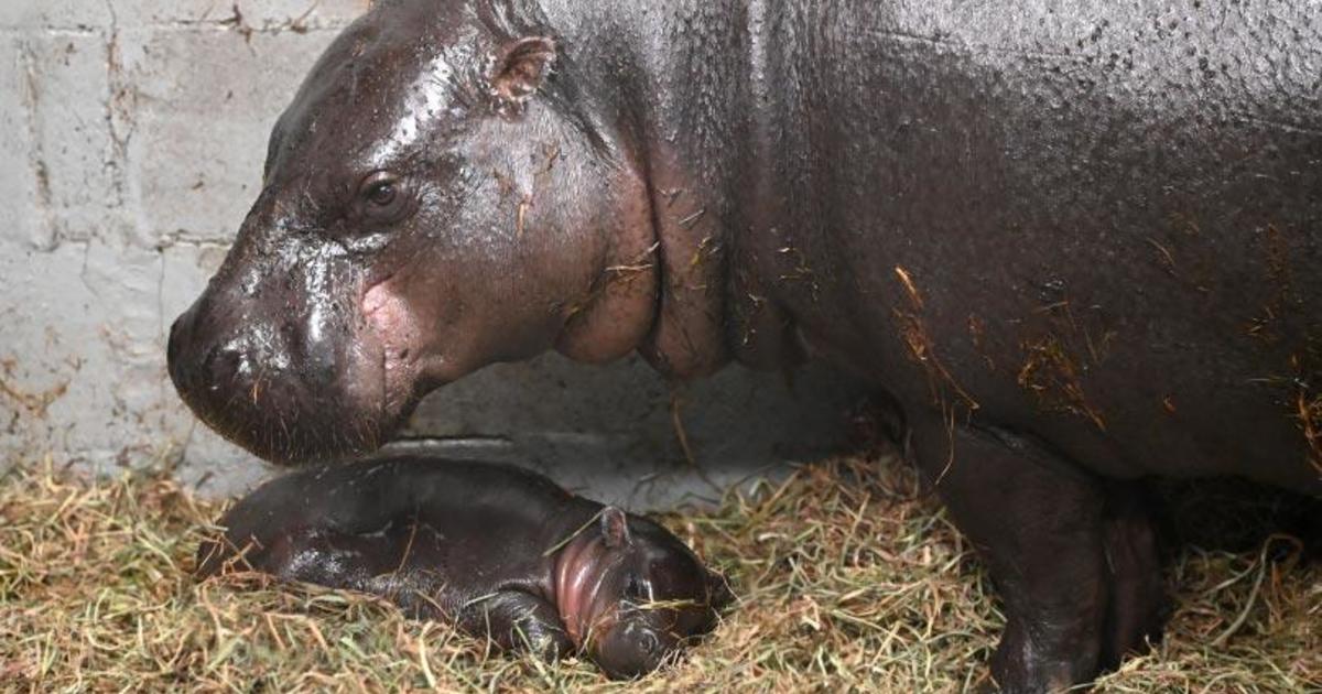 Virginia zoo welcomes rare hippopotamus for Christmas