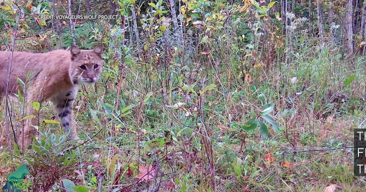 VIDEO: Bear cub “adjusts” trail cam that later captured up-close shots