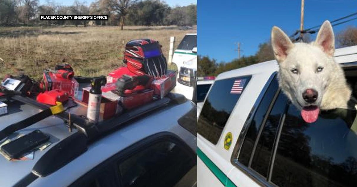 Deputies arrest alleged Auburn shoplifter, seize his dog