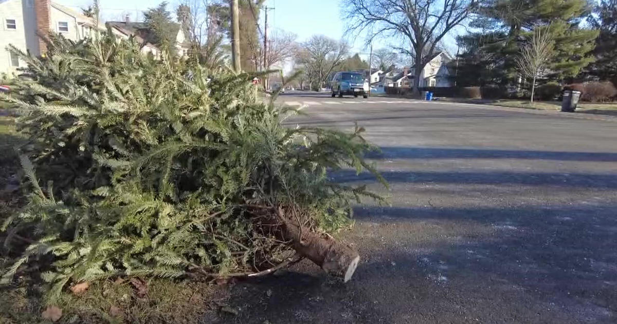 Orland Park Christmas tree disposal CBS Chicago