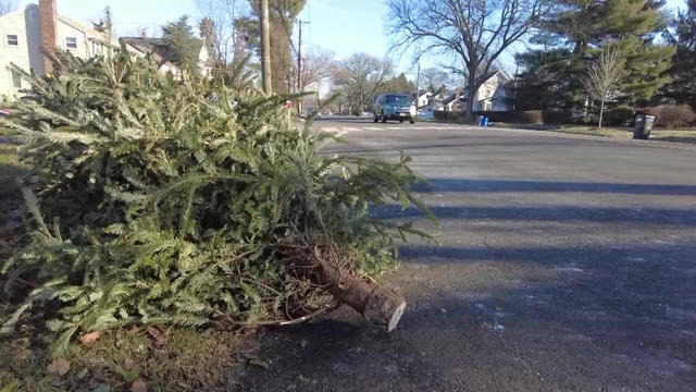 recycling-christmas-trees.jpg 