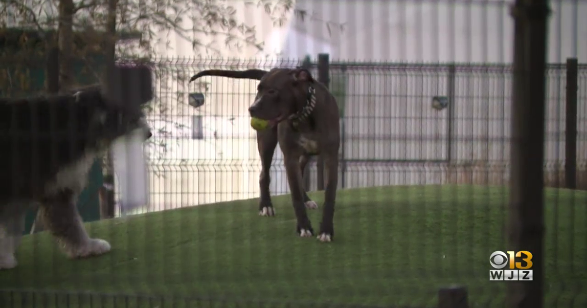 Local veterinarians warn of rise in canine flu across MarylandDC area