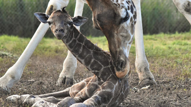 baby-giraffe.jpg 