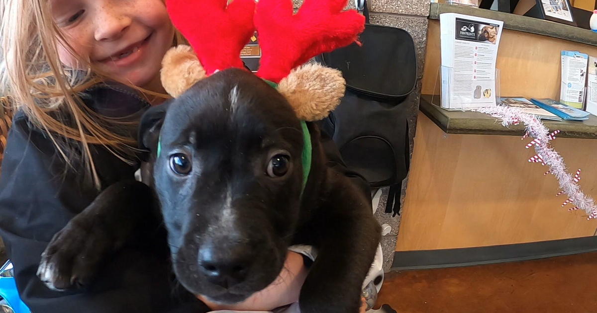 Shelters weigh in on giving pets as presents