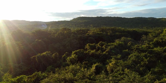 Scientists say planet in midst of a sixth mass extinction 